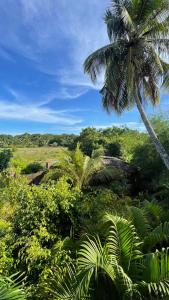 una palmera y un campo de árboles y arbustos en The lookout lodge, en Tangalle