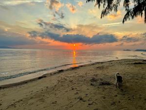 un cane che cammina sulla spiaggia al tramonto di SeaEsta Beach a Baan Tai