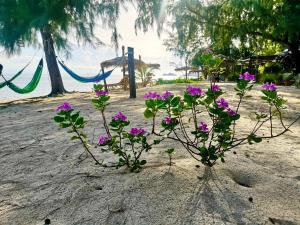 una planta con flores púrpuras en la arena en una playa en SeaEsta Beach, en Baan Tai