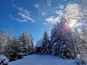 un groupe d'arbres recouverts de neige avec le soleil derrière eux dans l'établissement Kispatak Vendégház, à Ciumani