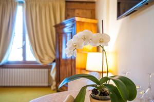 a plant sitting on a table in a room at Villa Orso Grigio in Ronzone