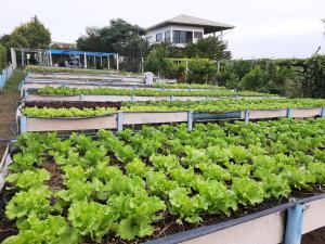 Zahrada ubytování Niramitsook Farm Stay Khao Yai บ้านไร่นิรามิสสุข ฟาร์มสเตย์ ปากช่อง เขาใหญ่