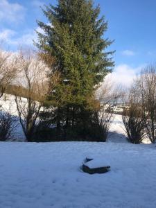 a log laying in the snow with a tree in the background at Ferienwohnung am Steinsbach in Bad Berleburg