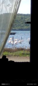 uitzicht op een groep vogels in het water bij In Laguna ...tra Sacro e Profano in Marceddi