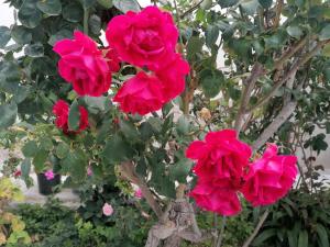 Billede fra billedgalleriet på Oasis garden diafani i Diafánion