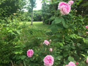 a group of pink roses in a garden at Thyholm B&B in Thyholm