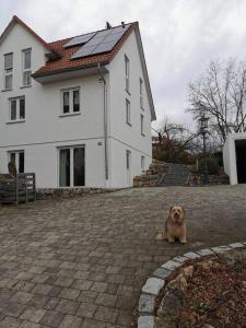 a dog sitting in front of a white house at [R]Auszeit in Nittendorf