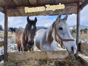 Dwa konie stoją obok ogrodzenia. w obiekcie Ranczo Zapole w mieście Zasadne