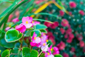 A garden outside DevIn Coworking & Coliving