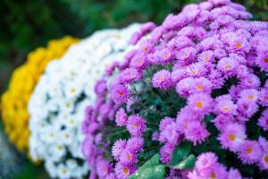 A garden outside DevIn Coworking & Coliving