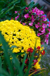 A garden outside DevIn Coworking & Coliving