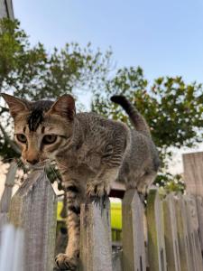 Ospiti di MostPopular!!! Hay Cafe TranquilFields - OnlyYou with Hay, Rentable For Event con animali domestici