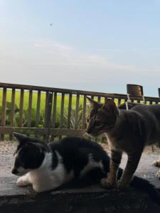 Ospiti di MostPopular!!! Hay Cafe TranquilFields - OnlyYou with Hay, Rentable For Event con animali domestici