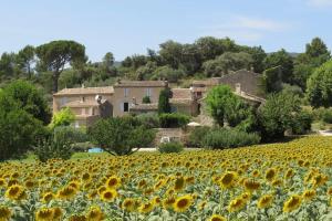a field of sunflowers in front of a house at Les Tarraïettes au pied du Luberon in Lourmarin
