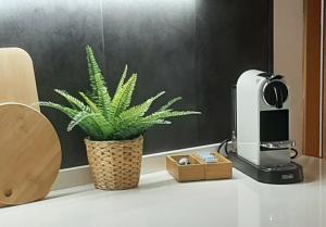 a green plant sitting on a counter next to a coffee maker at Las Dos Torres in Teruel