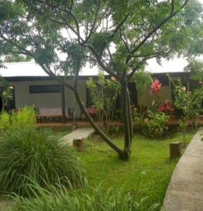 a tree in the middle of a yard with benches at Atavai Hotel Rapa Nui in Hanga Roa