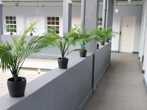 a row of potted plants on a wall in a hallway at Room27 in La Laguna