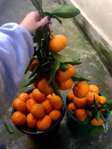 a person holding a bunch of oranges in buckets at Home Inn Samegrelo in Kheta