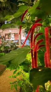 ナングウィにあるAtii Garden Bungalowsのギャラリーの写真