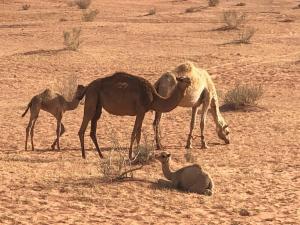 un grupo de camellos parados en el desierto en Calm Camp en Wadi Rum
