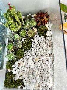 a glass bowl filled with plants and white rocks at Skyhome in Gia Lâm Pho