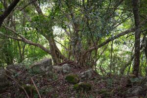a group of trees and rocks in a forest at Rock n Fall Nature Resort in Ella