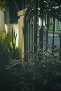 Un primo piano di una pianta in un vaso di notte di BabaHouse2 - Homestay TP Vinh, view sân vườn a Yên Dung (1)
