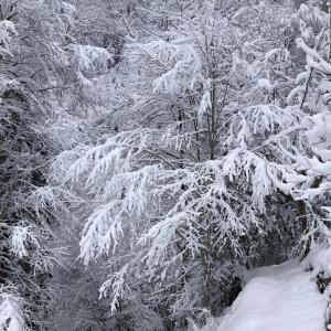 um grupo de árvores cobertas de neve em DEĞİRMEN KÖY EVLERİ em Çamlıhemşin