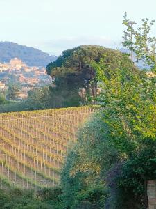 un viñedo en una colina con una valla y árboles en DiVino relax among the vineyards, en Frascati