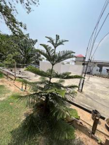 un petit palmier dans une cour à côté d'une clôture dans l'établissement Bhargav Residency , Guwahati, à Guwahati