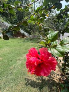 une fleur rouge sur un arbre dans une cour dans l'établissement Bhargav Residency , Guwahati, à Guwahati