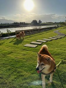 Animal o animals de companyia a 小k柯林民宿 最多18人烤肉聚會 親子遊戲區 寵物友善 庭院 電動麻將桌
