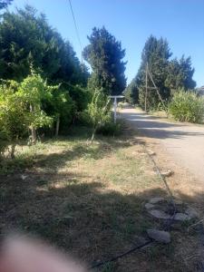 une route bordée d'arbres dans l'établissement Casale Neocastrum, à Lamezia Terme