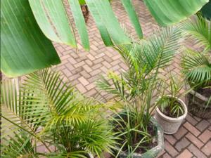 a group of plants in pots on a brick sidewalk at Pompano Place Rest in Richards Bay