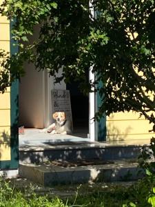 einem Hund, der vor der Tür eines Hauses sitzt in der Unterkunft Ferienhaus Wild Schlögl in Leutschach