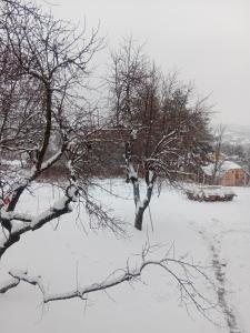 a snow covered field with a tree and a house at Apartmani Ostojic in Vrdnik