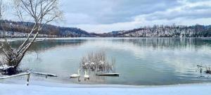 un lago con cisnes en medio del agua en Apartamenty Na Stoczku nad jeziorem z widokiem na jezioro JACUZZI, en Polańczyk