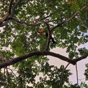 um pássaro empoleirado no topo de um galho de árvore em Paraiso de Aruanã - Rio Araguaia - Imóvel recém construído!! NOVÍSSIMO!!!! A PISCINA É AQUECIDA!!! em Aruanã