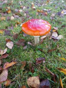 弗魯瓦沙佩勒的住宿－Chalet - l'Endoxyle，草中的橙色和白色蘑菇