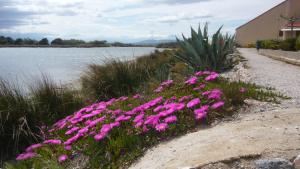 um ramo de flores rosas ao lado de um corpo de água em MAISONNETTE AU BORD DE L ETANG em Leucate