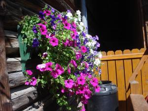 Ein paar Blumen hängen an der Seite eines Gebäudes in der Unterkunft Pension-Greimelbacherhof in Ramsau am Dachstein