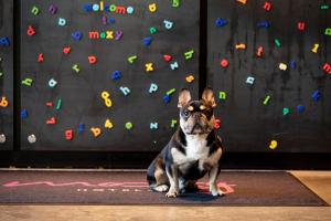 un perro pequeño sentado frente a un muro de escalada en Moxy Glasgow Merchant City, en Glasgow