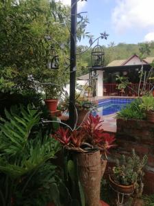 a garden with plants and a swimming pool at Casa campestre Rancho San Juan in El Pantano