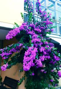 a bunch of purple flowers hanging from a building at Appartamento villatorretta24 in Riva del Garda