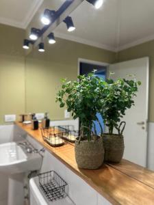 deux plantes en pot posées sur un comptoir dans une cuisine dans l'établissement Ginkgo Patagonia, à El Bolsón