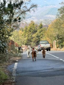 a group of animals walking down the road at Chalet Serra Pizzuta in Nicolosi