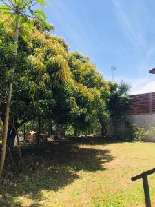 een groep bomen in een tuin naast een gebouw bij Grecovich House in Encarnación