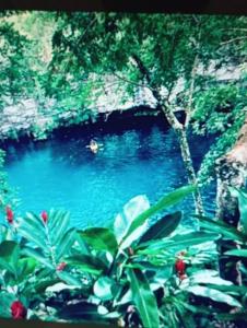 uma piscina de água azul com plantas verdes na frente em Villa Milly Cabrera 