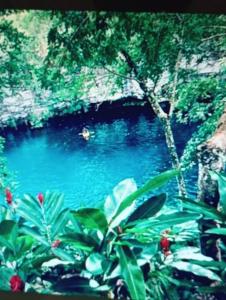 a pool of blue water with green plants in front at Villa Milly Cabrera 