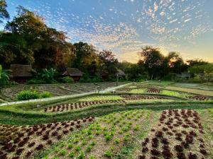 a garden with lots of plants in the grass at Fern Resort Mae Hong Son in Mae Hong Son